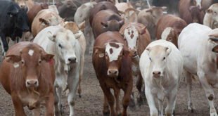 ec-commits-r55-million-towards-foot-&-mouth-fight-–-xavier-radio-ug