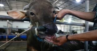 kzn-launches-mass-foot-and-mouth-vaccination-drive-on-south-coast-–-xavier-radio-ug