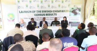 bwindi-forest:-426-chimpanzees-share-habitat-with-mountain-gorillas