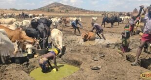 moroto-dam-dries-up-again,-over-50,000-cattle-left-with-out-water
