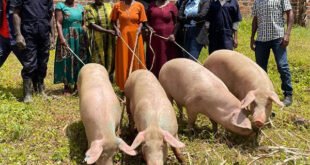 ranchers-absolute-best-partners-with aaa-farms-to-originate-absolute-best-farms