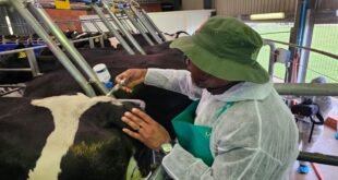 steenhuisen-says-they-aim-to-vaccinate-80%-of-cattle-by-end-of-year-–-sabc-news-–-xavier-radio-ug