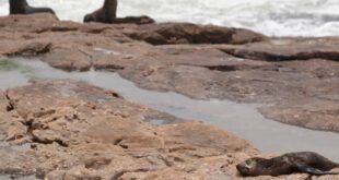 nsri-warns-public-to-be-cautious-around-cape-fur-seals-due-to-rabies-–-xavier-radio-ug