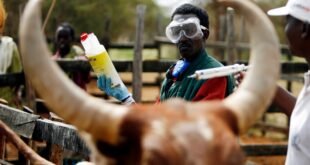 kzn-to-begin-foot-and-mouth-vaccinations-from-thursday-–-xavier-radio-ug