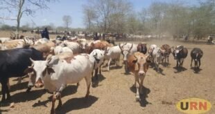 abim-seeks-inclusion-in-the-cattle-restocking-program