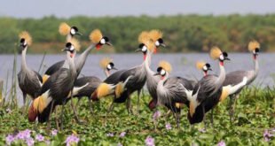 conservationists-step-up-efforts-to-save-crested-cranes-from-extinction