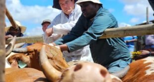 sixth-farm-tests-sure-for-foot-and-mouth-in-mossel-bay-–-sabc-data-–-xavier-radio-ug