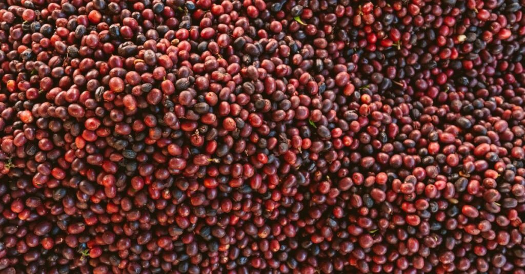 Pile Of Fresh, Ripe Coffee Beans In A Close-Up Shot, Showcasing Their Rich Colors And Natural Texture.